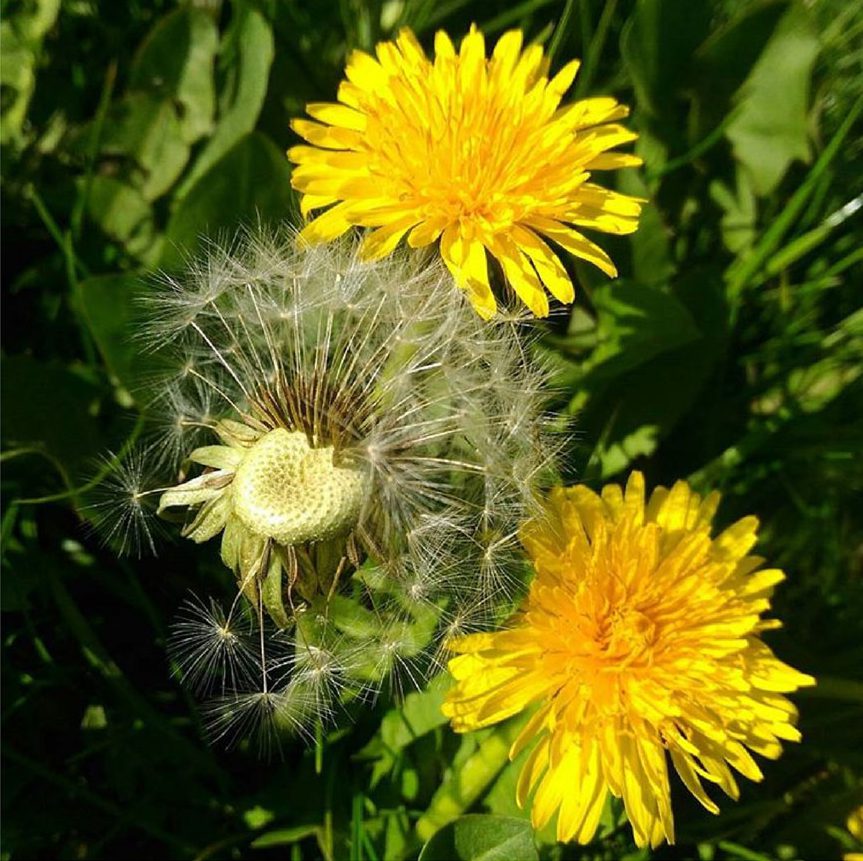 Ethnobotany of the genus Taraxacum-Phytochemicals andantimicrobial activity